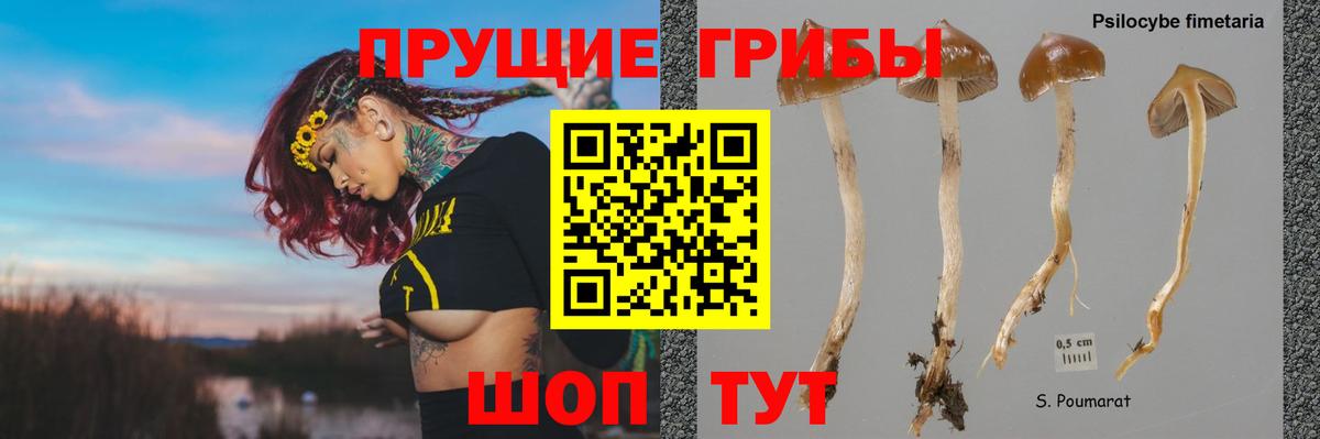 Псилоцибиновые грибы прущие грибы Удомля